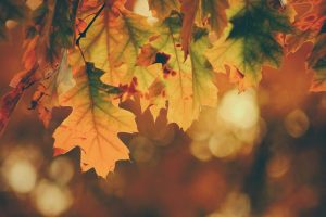 Autumn Security Considerations For Businesses